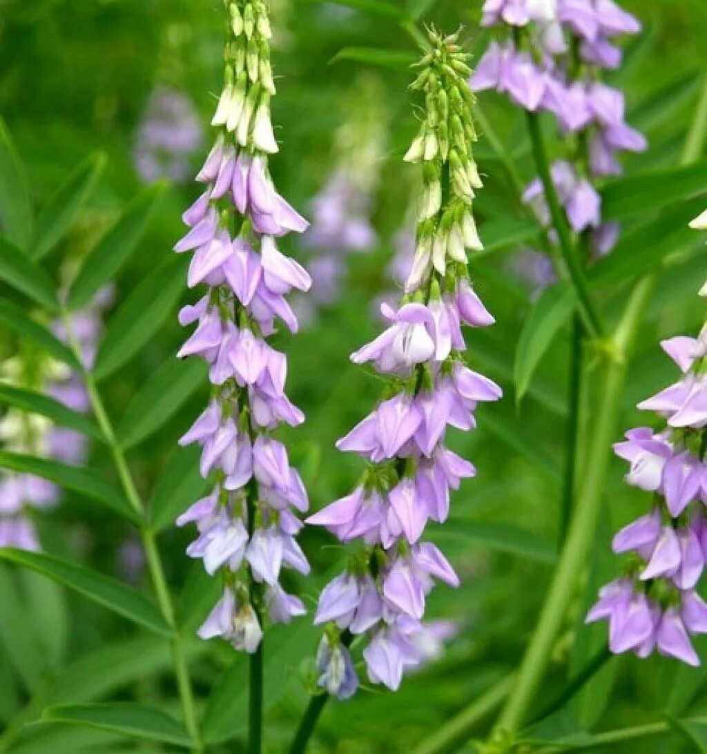 Лакрица растение. Лакрица Солодка растение. Солодка Уральская (Glycyrrhiza uralensis). Солодка лакрица