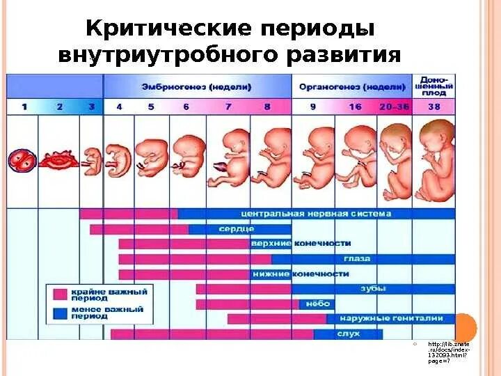 Беременна сколько денег