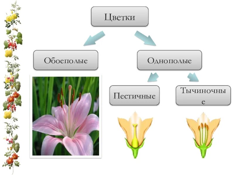 Растения с обоеполыми цветками. Обоеполые и однополые цветки 6 класс биология. Обоеполые и однополые растения схема. Схема однополые и двуполые цветки. Однополые и обоеполые цветки.