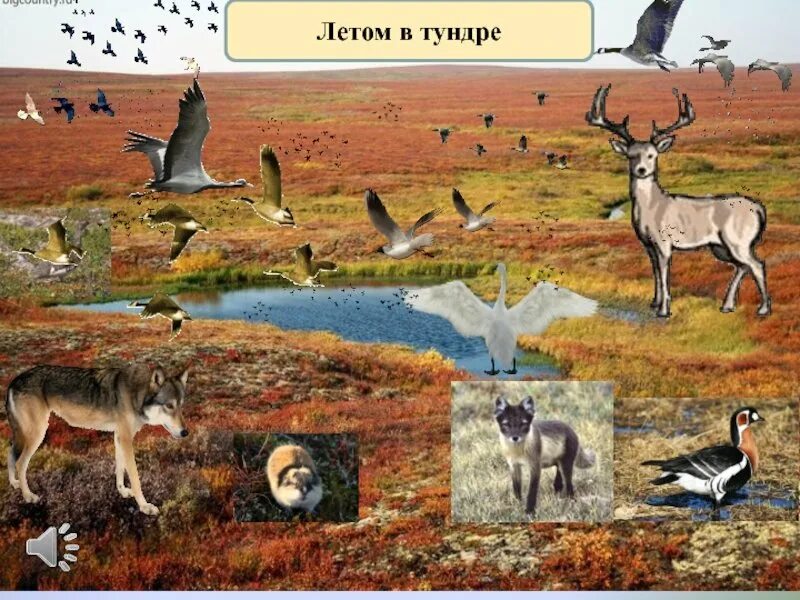 Животные природных зон 4 класс. Тундра природная зона. Флора и фауна тундры. Тундра для дошкольников. Рисунок природной зоны тундра.