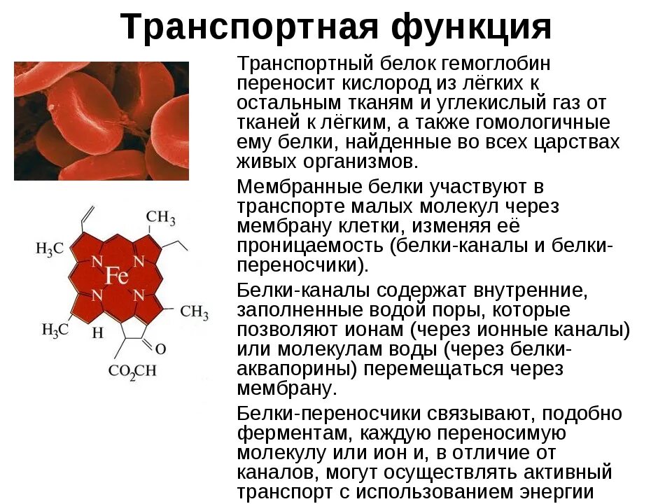 Какая болезнь при гемоглобине. Гемоглобин функция белка. Транспортная функция гемоглобина. Гемоглобин белки 4 структуры. Назовите основные функции гемоглобина..