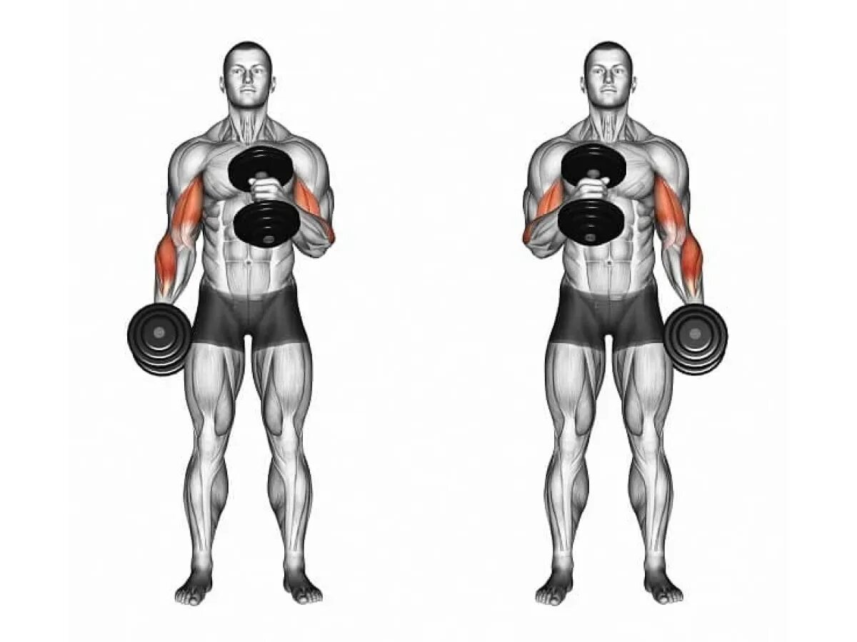 Dumbbell curls
