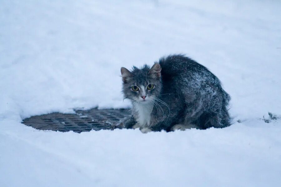 Снег голодный. Бездомные кошки зимой. Бездомный котенок на снегу. Замерзший котенок. Бездомный кот снег.