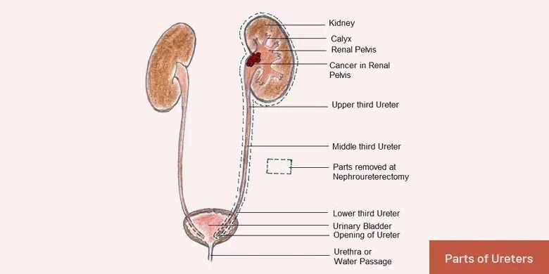 Тазовая часть мочеточника. Части мочеточника (ureter). Мочеточник анатомия у мужчин. Части мочеточника анатомия. Мочеточник анатомия латынь.