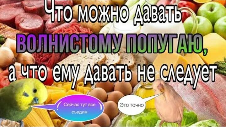 Можно ли давать волнистому попугаю огурец. Рацион волнистого попугая. чем кормить волнистого попугая. какие овощи и фрукты можно давать попугаям. какие фрукты и овощи можно давать волнистым попугаям.
