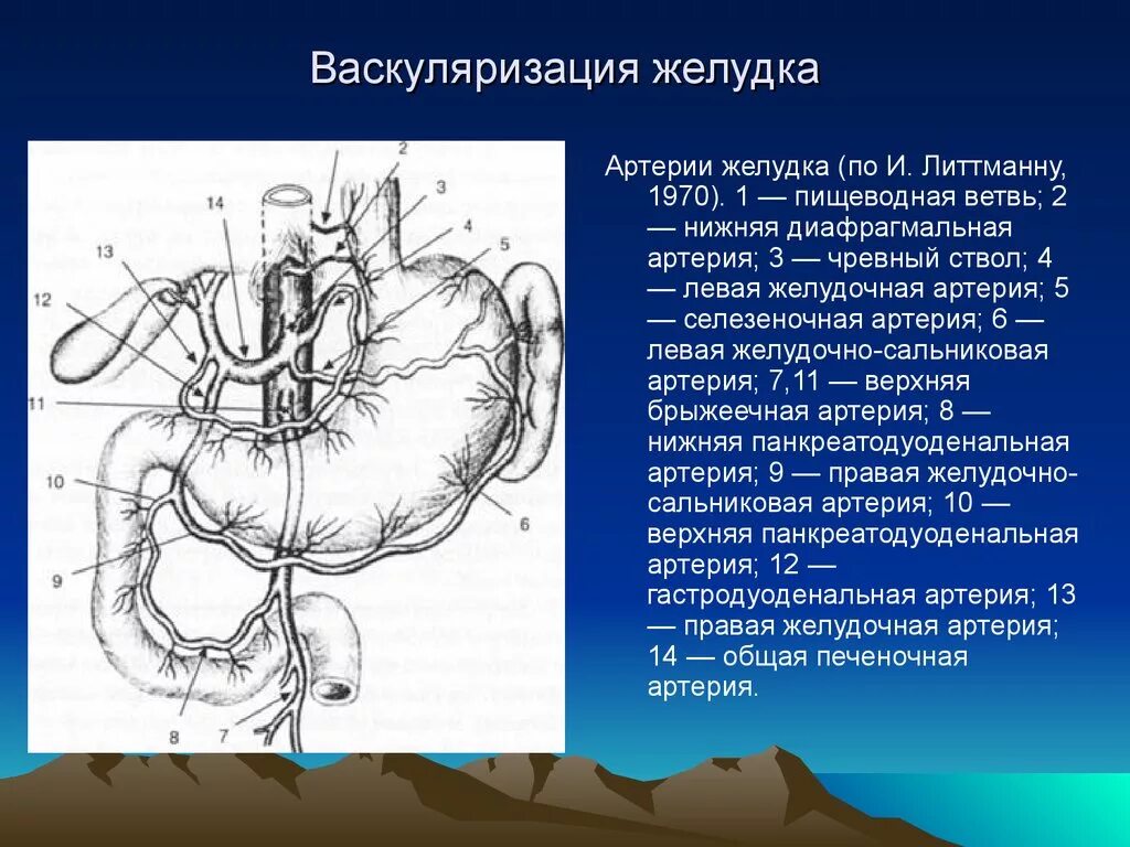 Правая желудочная вена. Селезеночная артерия анатомия. Строение желудка кровоснабжение. Кровоснабжение желудка чревный ствол. Левая желудочно сальниковая артерия анатомия.