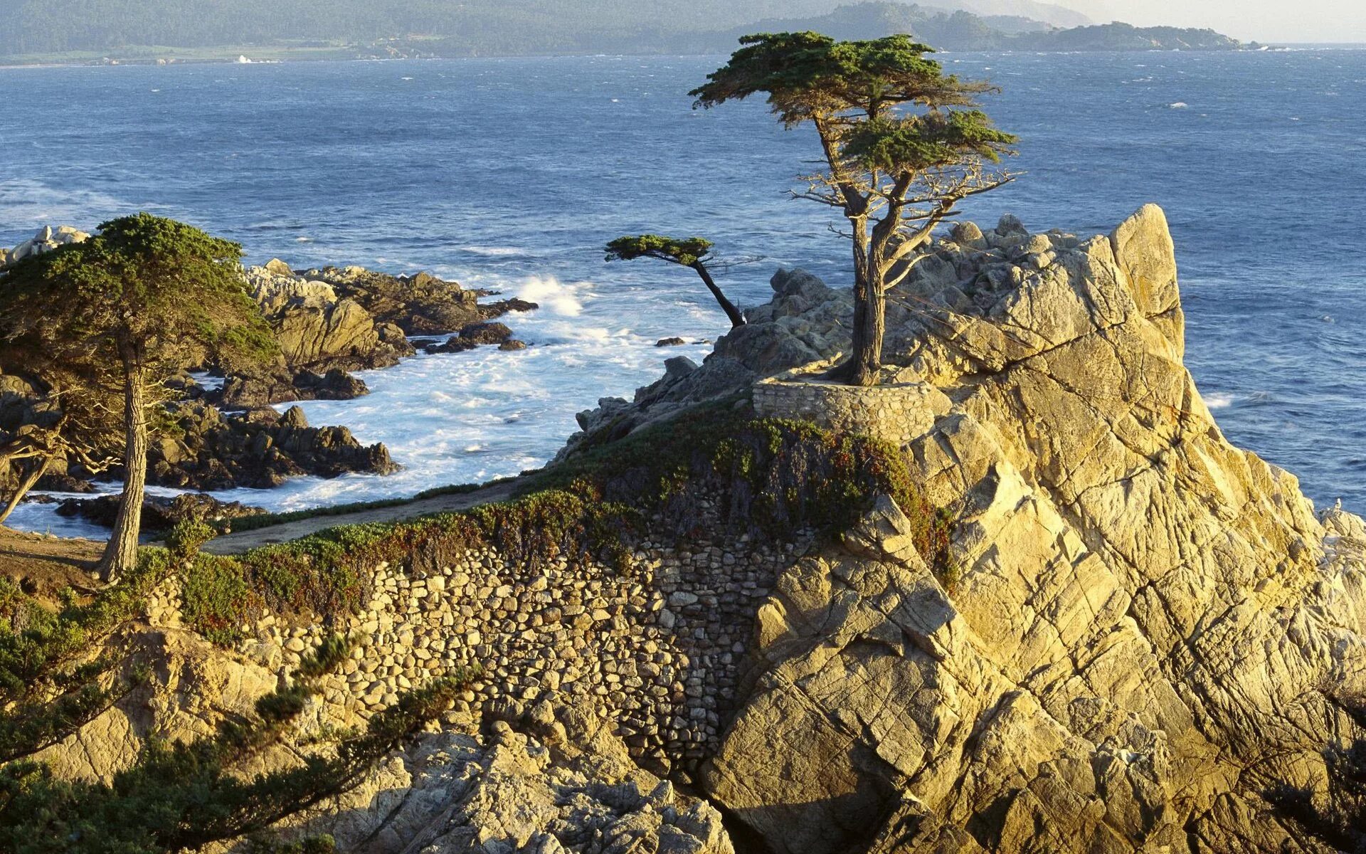 Одинокий Кипарис побережье Калифорнии. Крым море скалы кипарисы. Калифорния скалы. Скалистый остров Калифорния. Хвойный океан