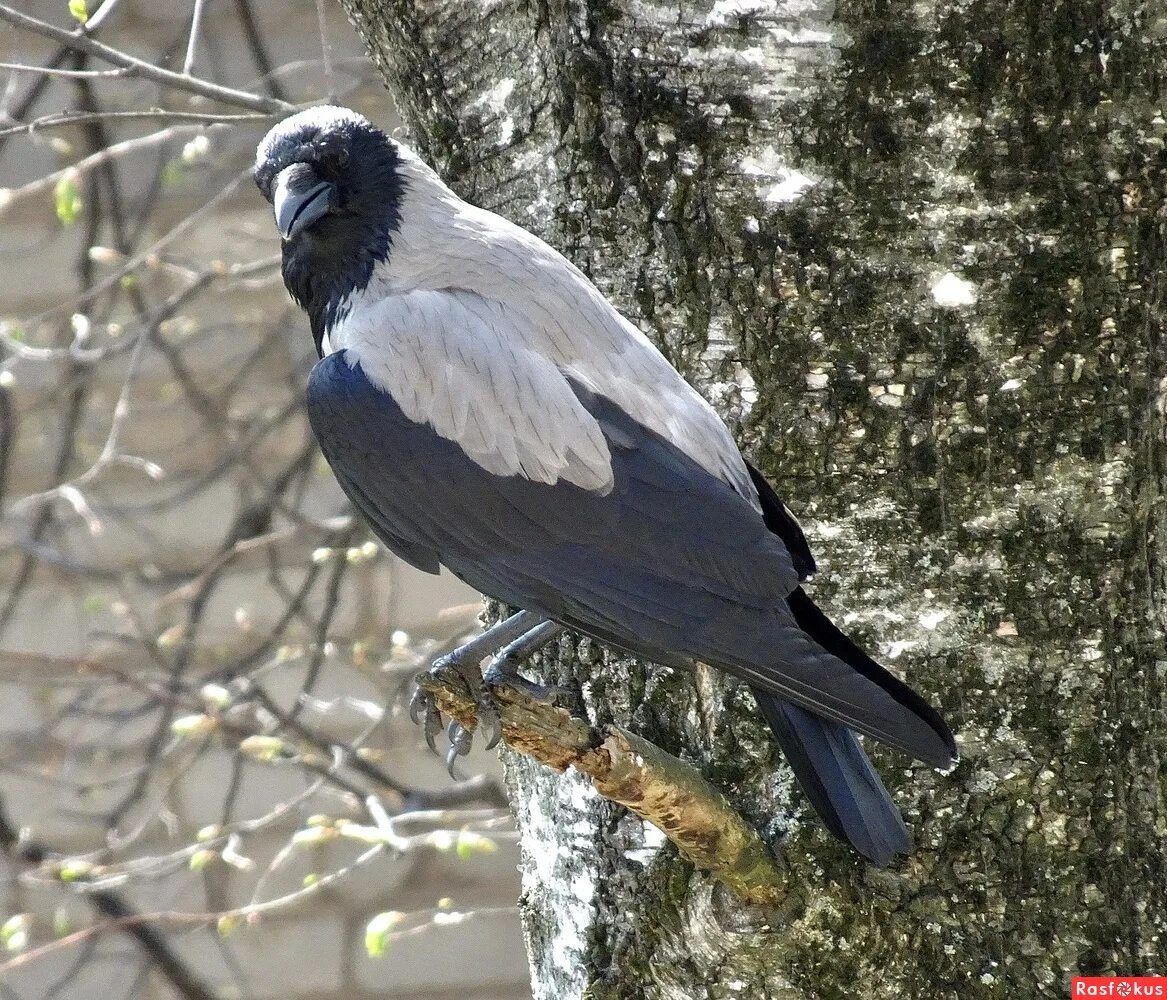 самец вороны фото. серая ворона клюв. самец вороны фото. ворон самка. птицы россии грач.