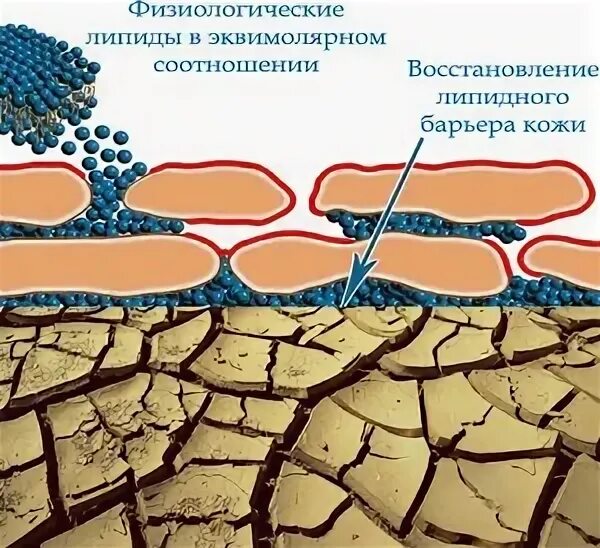 Лучшие липидные маски. Липидный барьер кожи. Крем для восстановления липидного барьера. Корейский крем восстанавливающий липидный барьер. ФО ми липидного барьера маска.