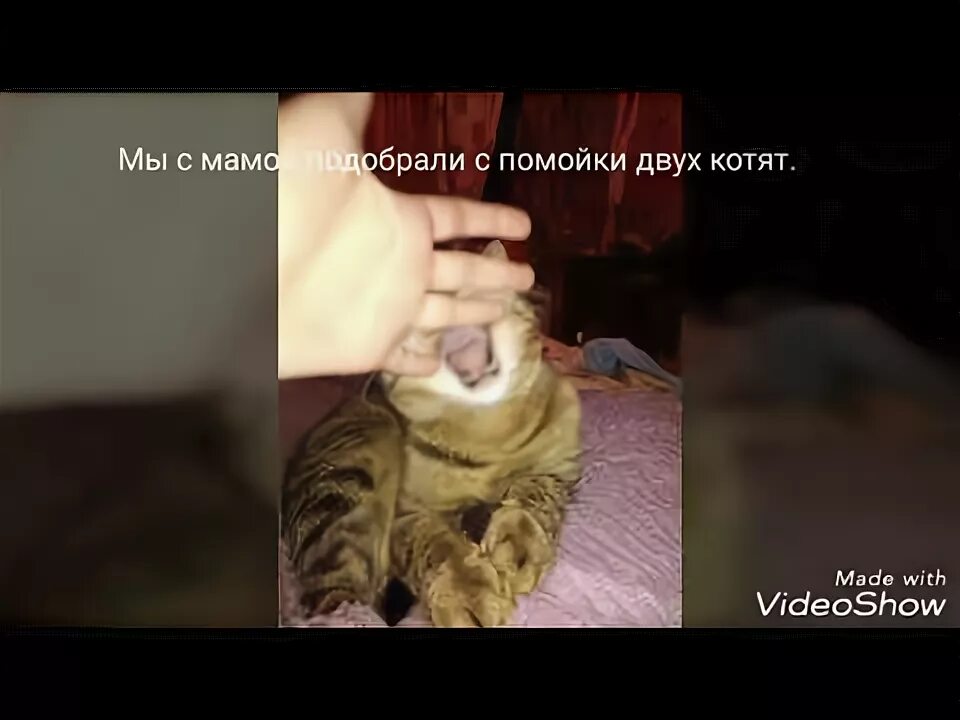 Кошки домашние мертвые. Кошки домашние мертвые. Смерть кота от старости симптомы. Моему коту 21 год. Почему коты уходят из дома перед смертью.