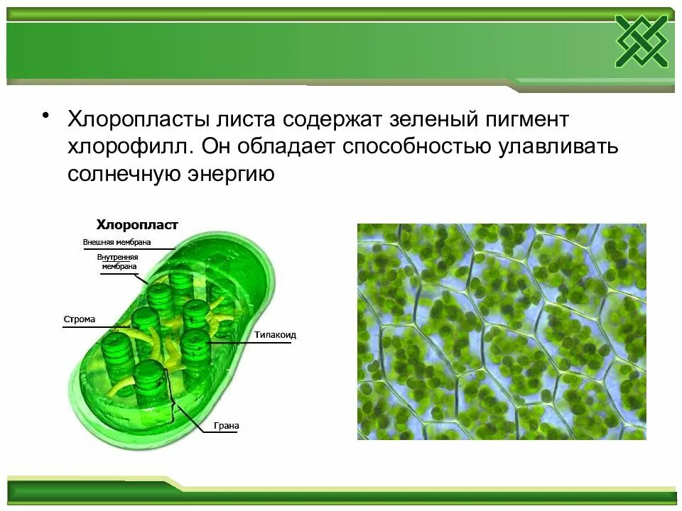 Хлоропласты содержат пигменты. Строение хлоропласта клетки листа. Хлоропласт строение хлоропластов 6 класс. Хлоропласт хлоропласты у клетки. Строение зеленого листа хлоропласты.