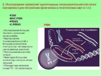 Метод изучающий хромосомы
