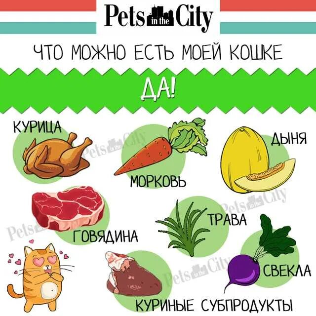 Какие овощи давать кошке. Что можно давать кошкам. какие овощи давать коту. какие овощи можно давать кошкам. какую еду можно давать кошкам.
