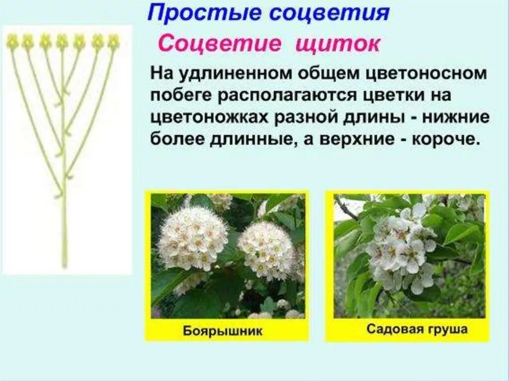 Боярышник соцветие щиток. Соцветия 6 класс биология щиток. Щитковидная метелка соцветие. Строение соцветия щиток. Щиток у каких растений