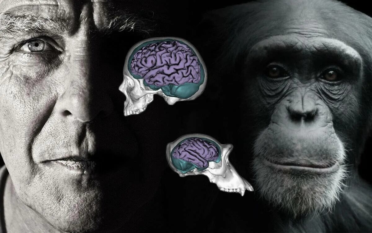 Какой мозг у приматов. Интеллект животных и человека. Интеллект обезьян. Психология обезьян. Мышление обезьяны и человека.