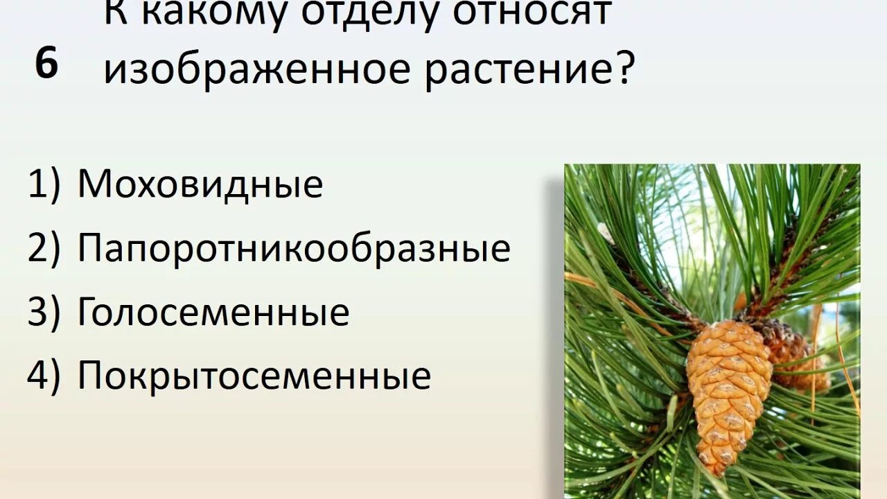 Голосеменные тест 7 класс. Отдел Голосеменные растения. Голосеменные и Покрытосеменные. Покрытосеменное растение или голосеменное. Вяз малый это Покрытосеменные или Голосеменные.