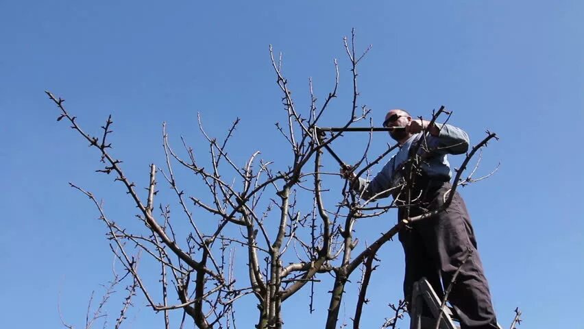 Рубить ветку. Рубить ветки. Рубит ветви. Рубит ветки деревьев. Садовник в фруктовом саду обрезает ветви изображение.