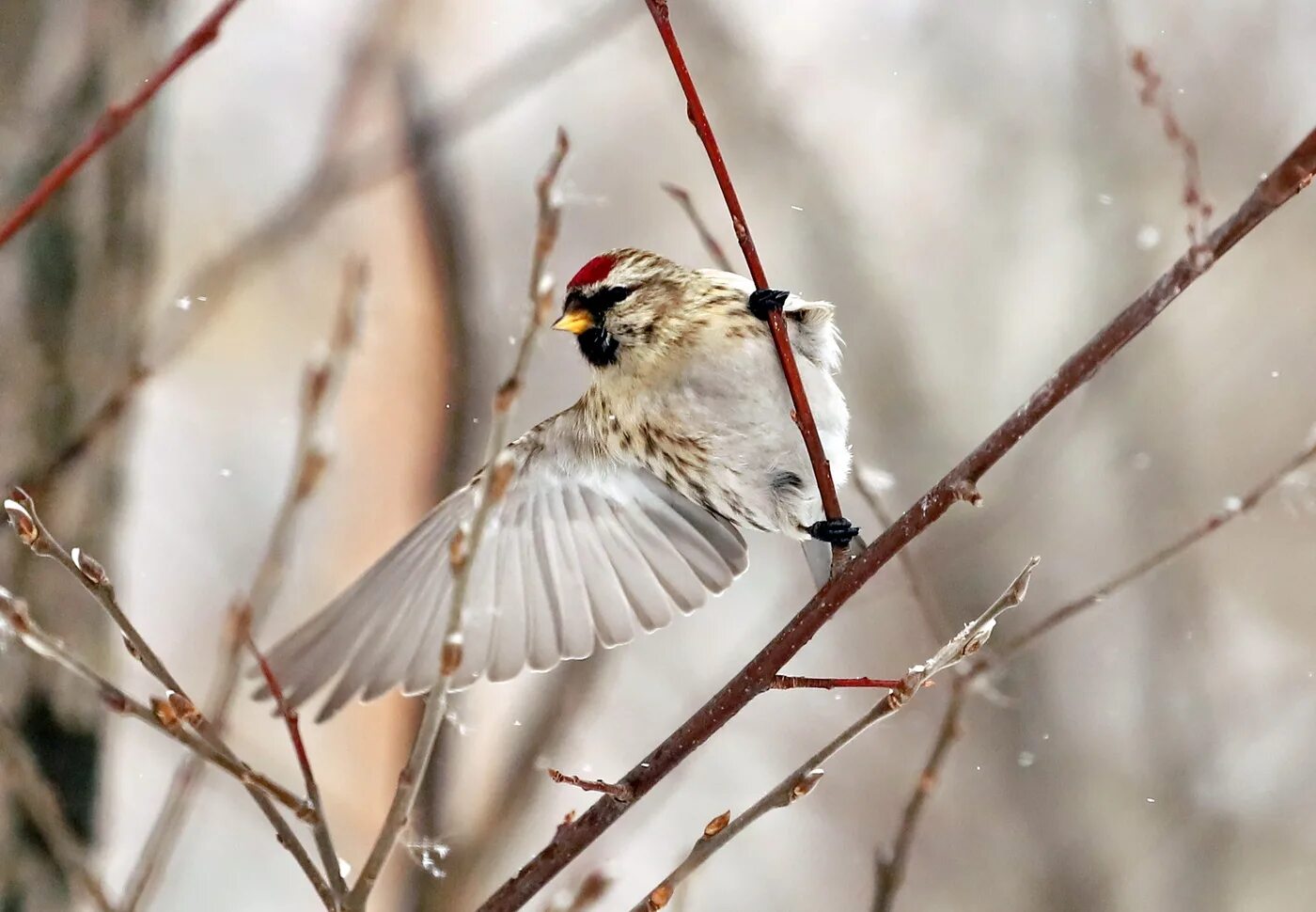 Чечетка птица зимой. Зимующие чечетка. Птицы под снегом. Чечетка птица зимой. Чечетка в якутии.