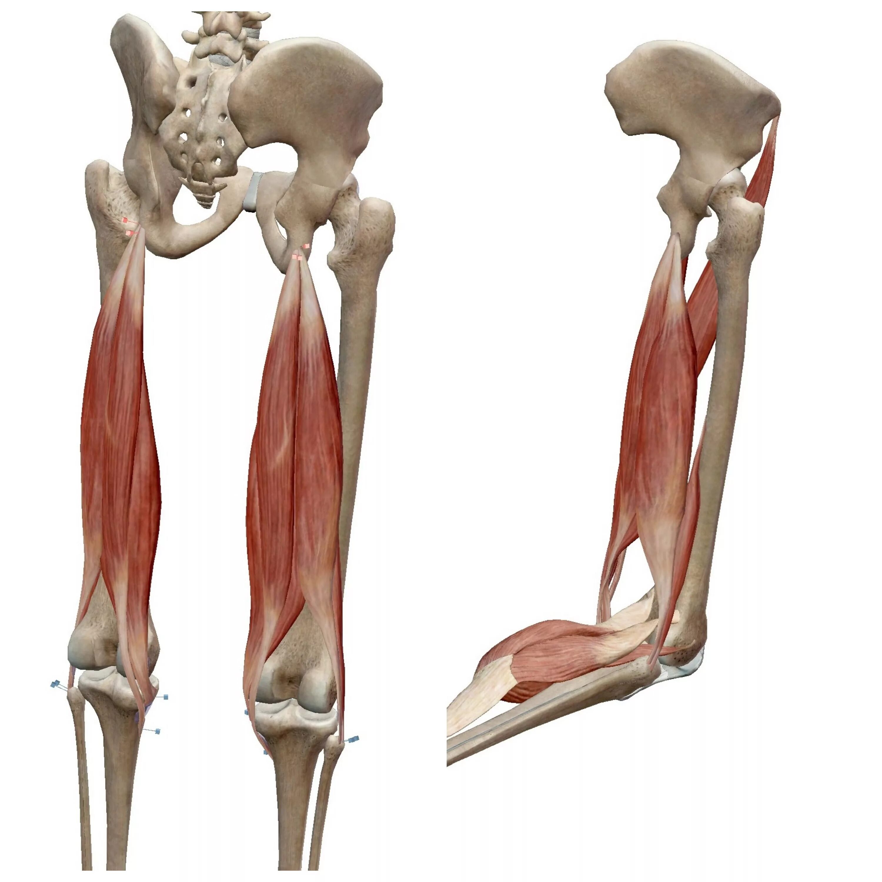 Двуглавая мышца бедра прикрепление. Двуглавая мышца бедра - бицепс бедра крепится:. Длинная головка двуглавой мышцы бедра. Biceps femoris. Короткая головка двуглавой мышцы бедра.