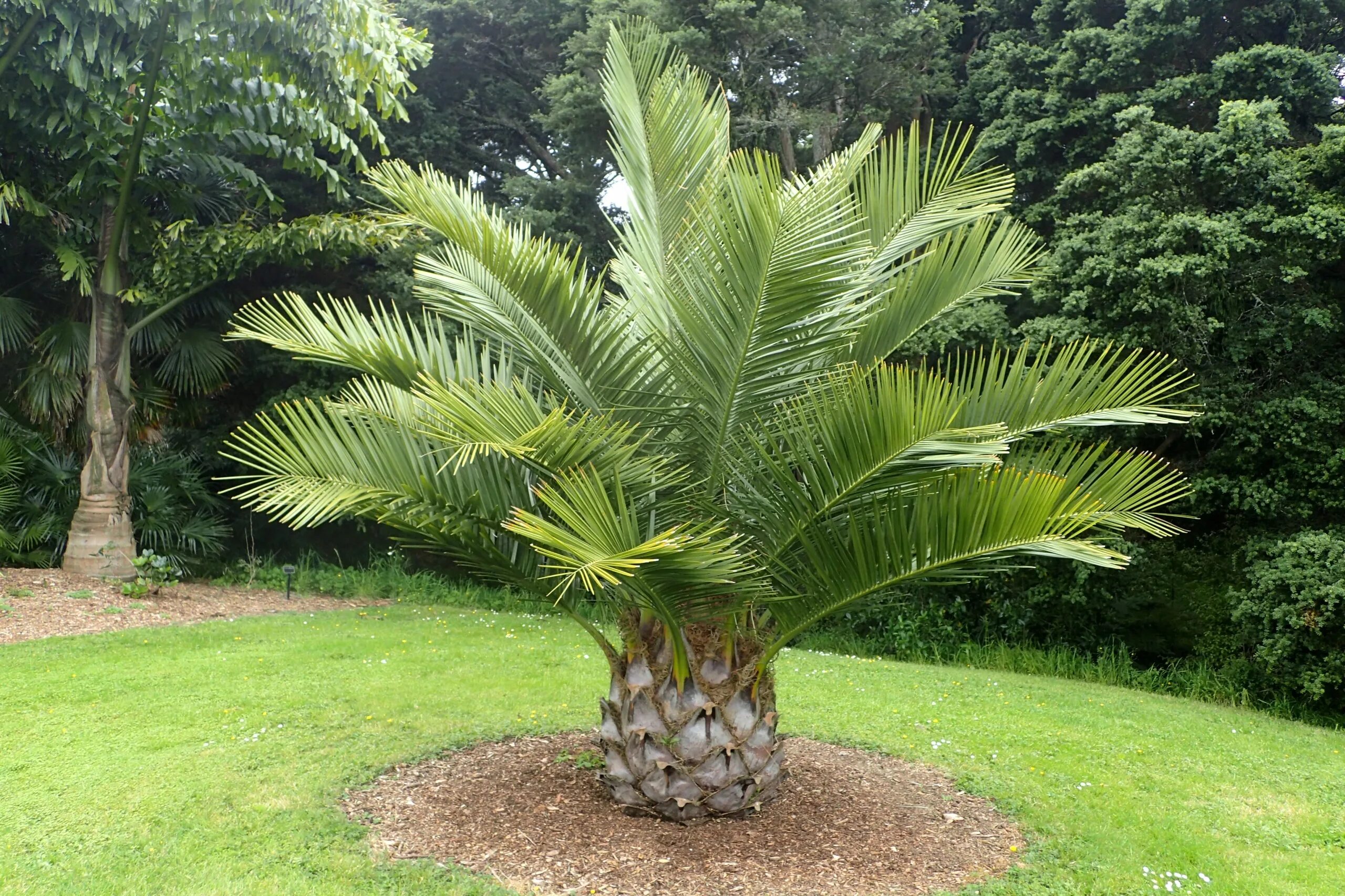 Jubaea Chilensis (Юбея Чилийская). Пальма Юбея Чилийская. Винная Пальма Юбея. Юбея дерево. Дерево из семейства пальмовых