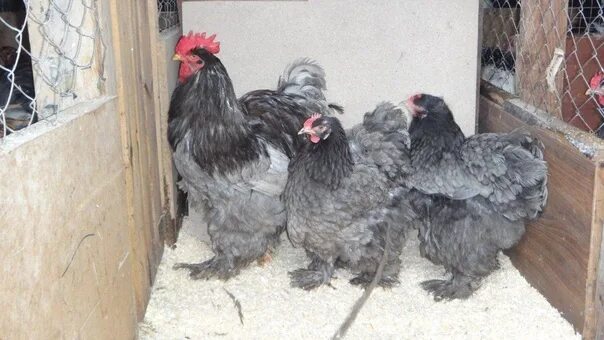 Сибирская мохноножка Ассоциация Любителей Породной Птицы / Russian Poultry Breed