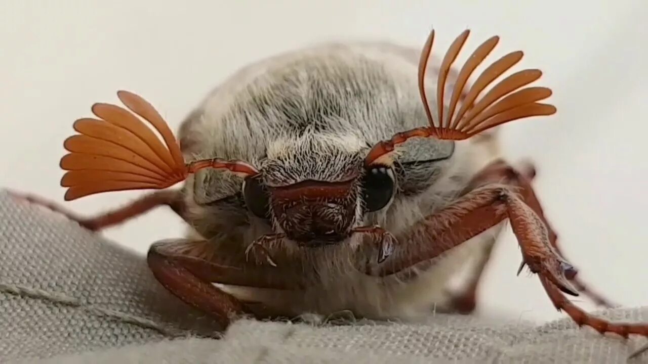 May bug