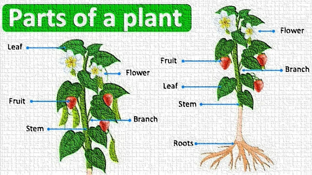 Plant england. Части растения на английском языке. Части растения. Строение цветка на английском. Parts of a Plant.