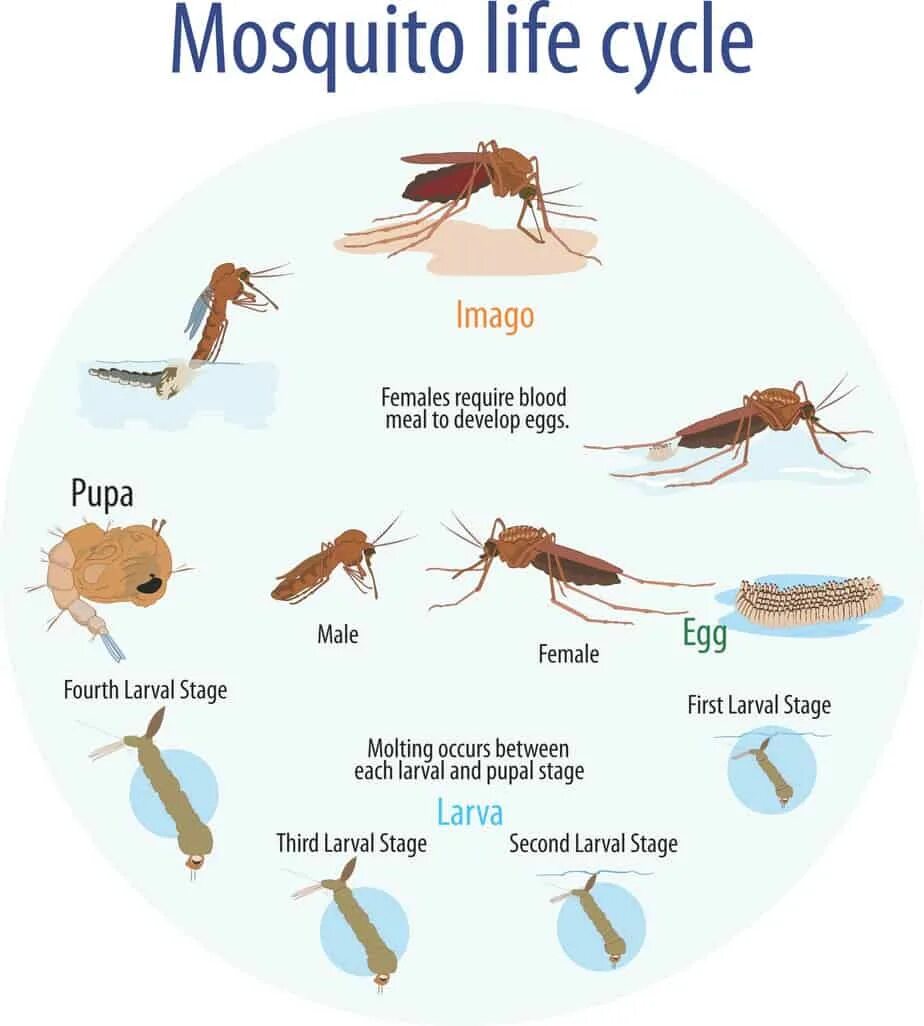 Цикл развития москита схема. Жизненный цикл комара Пискуна. Цикл развития комара обыкновенного. Стадии жизненного цикла комара.