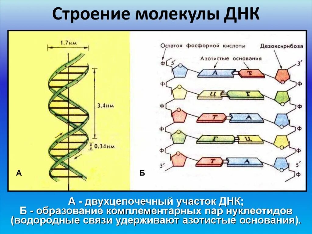 Выберите признаки молекулы днк. Нарисуйте схему строения ДНК. Схема строения участка молекулы ДНК. Структурная организация молекулы ДНК. Принципы построения молекулы ДНК.