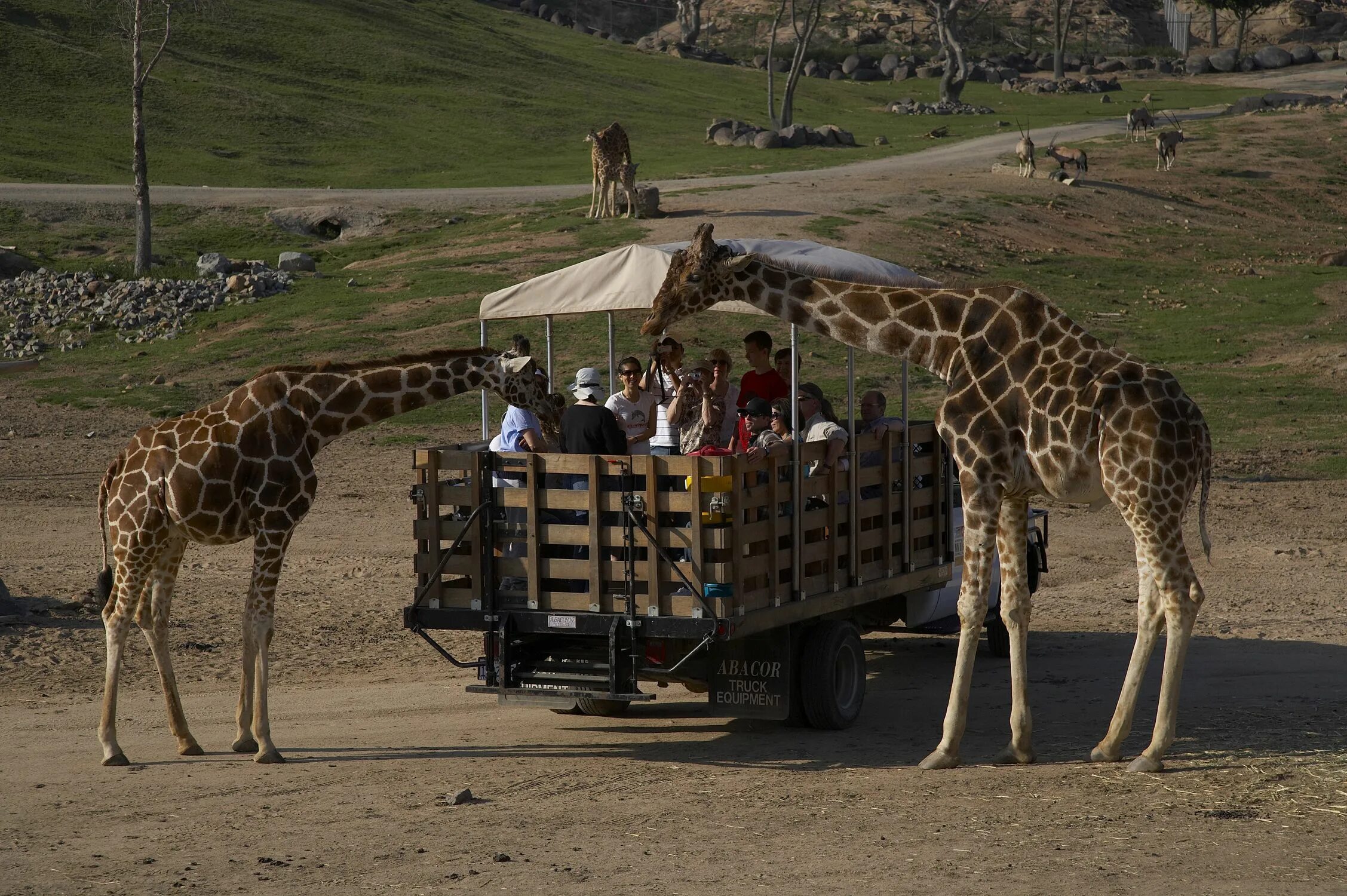 Zoo animals park. Сафари-парк зоопарка Сан-Диего. Зоопарк Сан-Диего Сан-Диего. Сан Диего сафари парк. Сафари парк Америка.