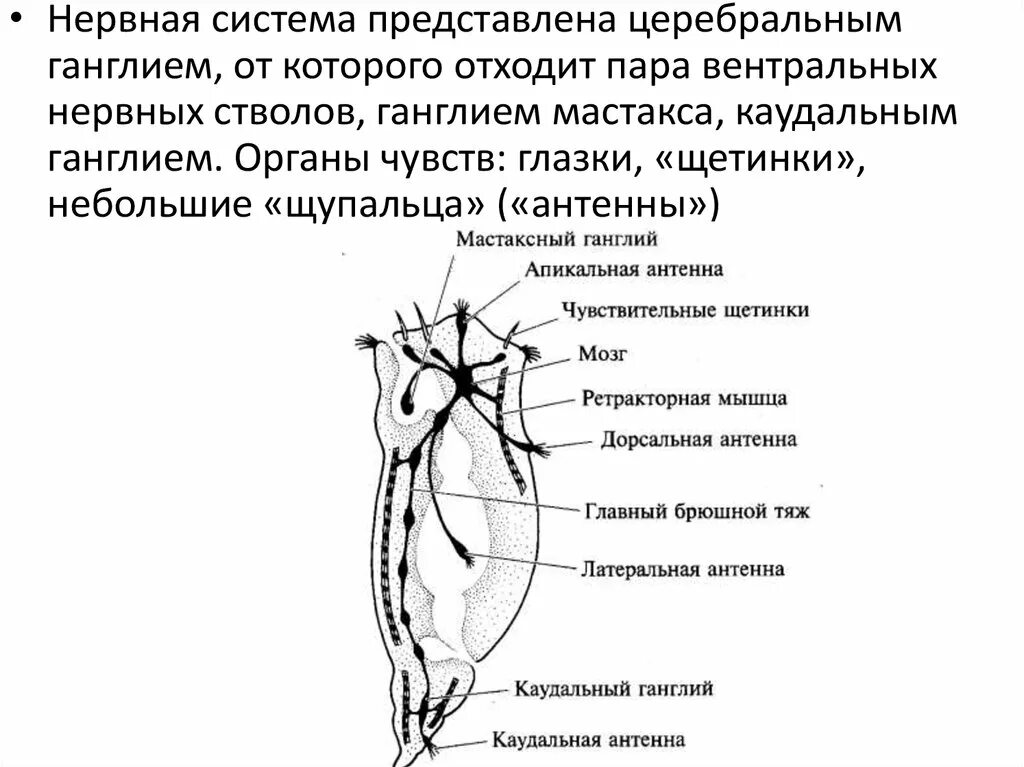 Выделительная нервная система представлена. Нервные стволы представлены. каудальная нервная система. выделительная система ганглий. плексусная область нервного.