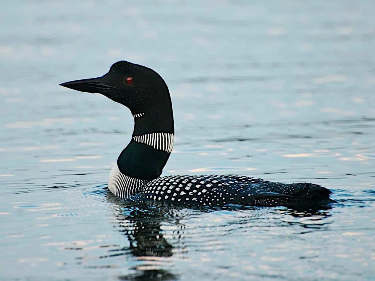 Утка гагара. Белокрылая гагара. Чернозобая гагара. Черноклювая гагара. Полярные гагары.