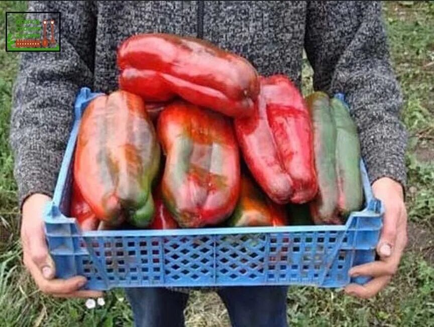 Самый крупный сорт перца. Перец крупноплодный толстостенный сорта. сорт перца квадро. самые крупные сорта перца. крупноплодные сорта перца сладкого.