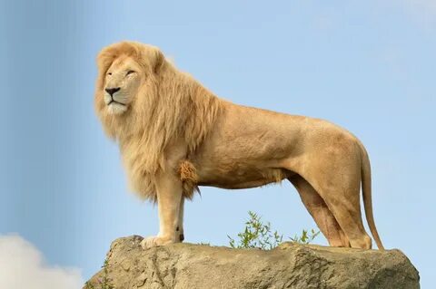 Melanated lion