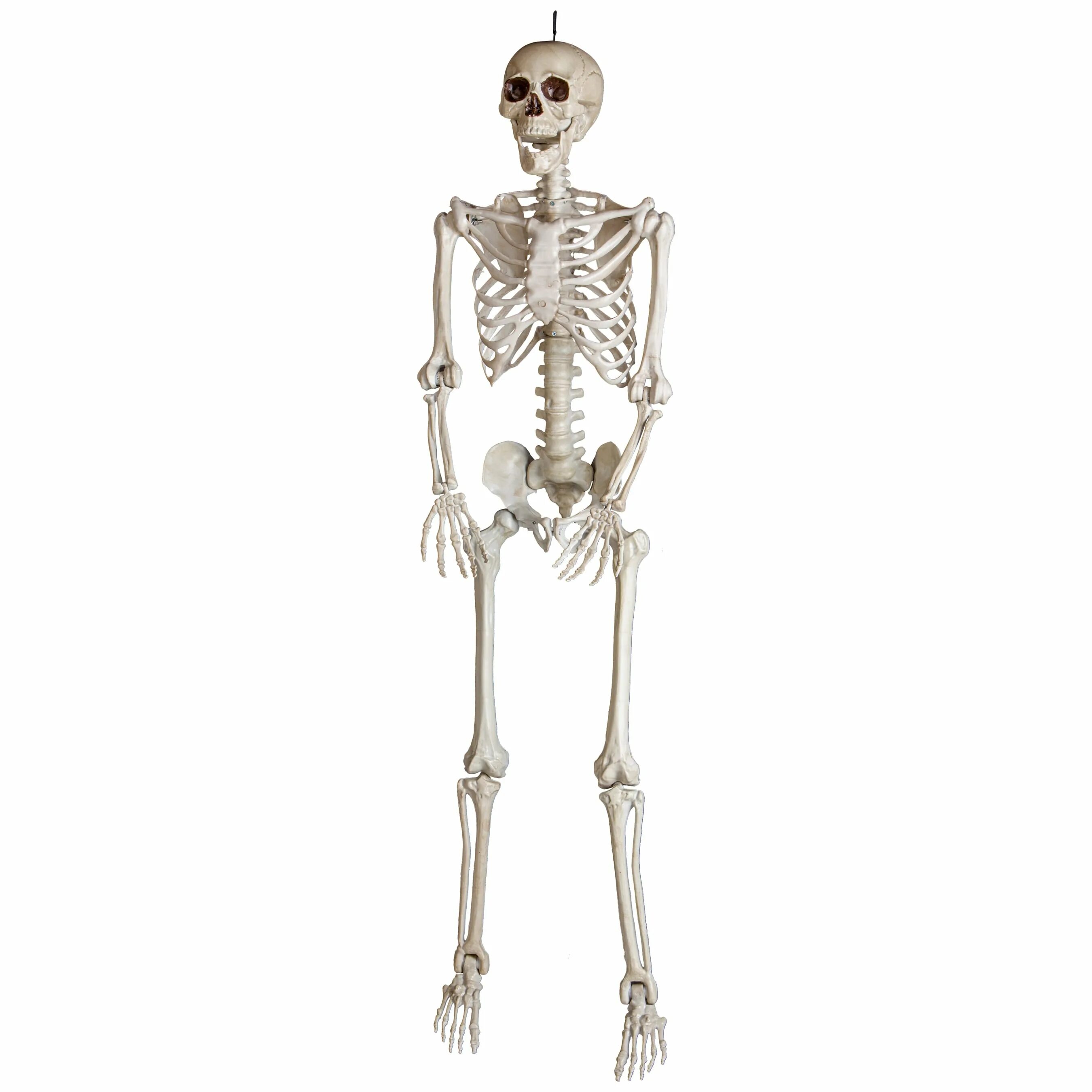 Люди скелеты живые. Живой скелет живого человека.