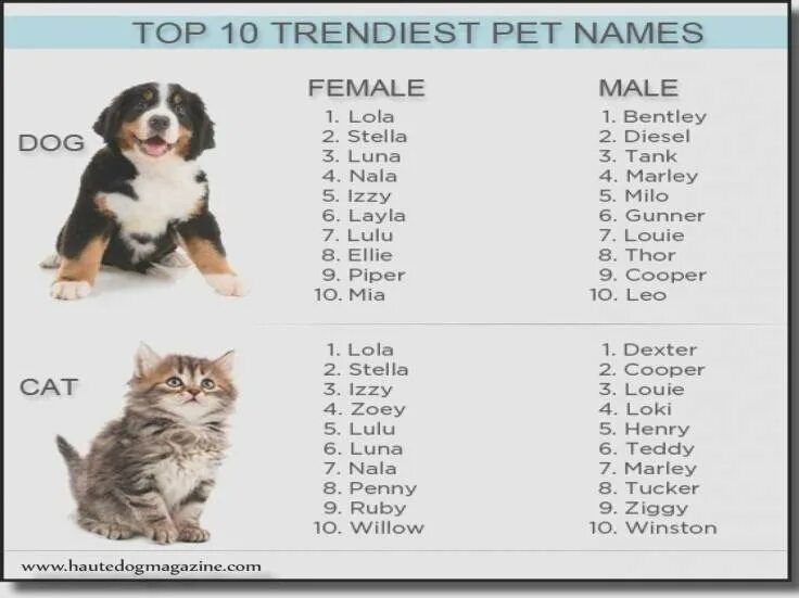 Красивые имена для щенков. Клички для собак девочек. Кличкр собак для мальчки. Клички для собак мальчиков и девочек. Красивые имена для собак девочек.