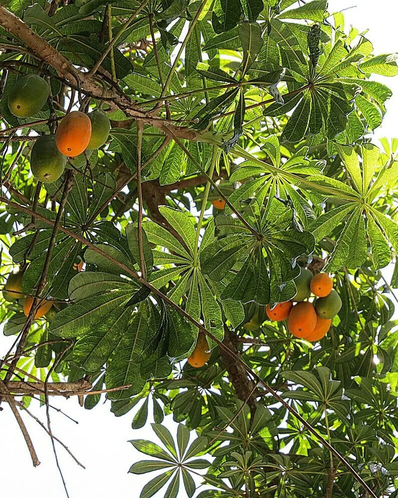 Jacaratia spinosa. Дикие фрукты. Дикий фрукт Аргентины. Деревья в Турции с плодами. Дикие фрукты род