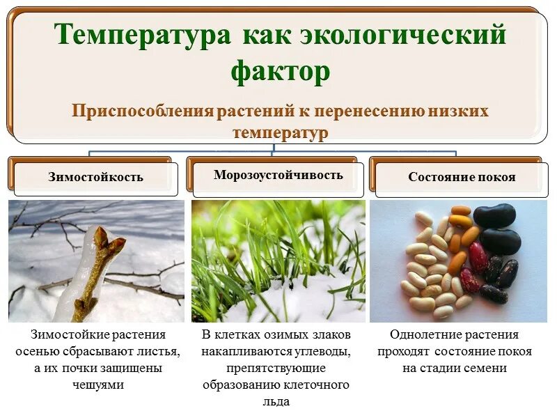 Температурные приспособления растений. Адаптация растений. Приспособление растений к низким температурам. Приспособления растений к низким т. Какие приспособления к изменениям температуры окружающей среды