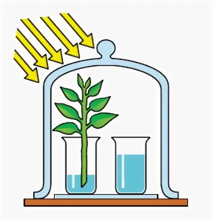 Опыт изображенный на рисунке служит доказательством биология. Опыт доказывающий необходимость углекислого газа для фотосинтеза. Фотосинтез опыт выделение кислорода. Опыты по фотосинтезу 6 класс Пасечник. Опыты фотосинтез 6 класс биология.