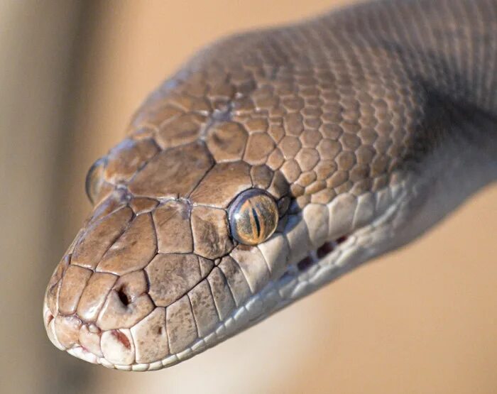 Wonder a see snake. Mamba - the most dangerous hunt. do snakes blink. фото змеи дома в футляре.