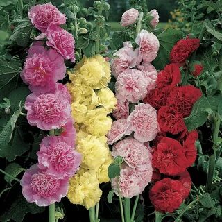 Роза Обыкновенный Шток роза Смесь окрасок - купить семена в интернет-магазине Ла