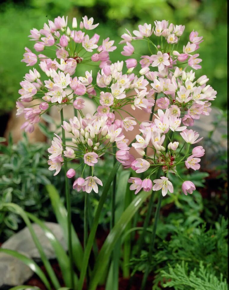 Луковицы цветов, Аллиум,Chipollino flowers,Roseum,41,10 шт. - характеристики на 