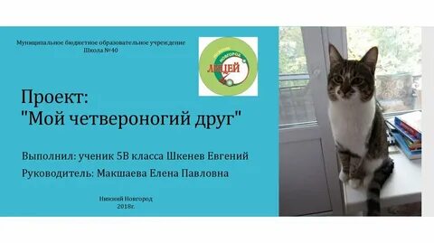 Мой четвероногий друг