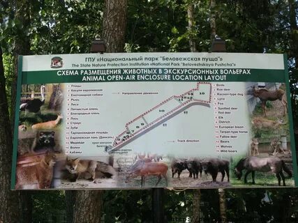 Расстояние от бреста до беловежской пущи