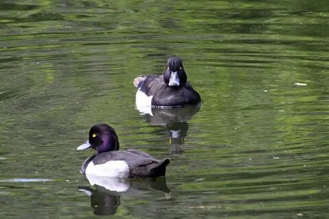 Black duck