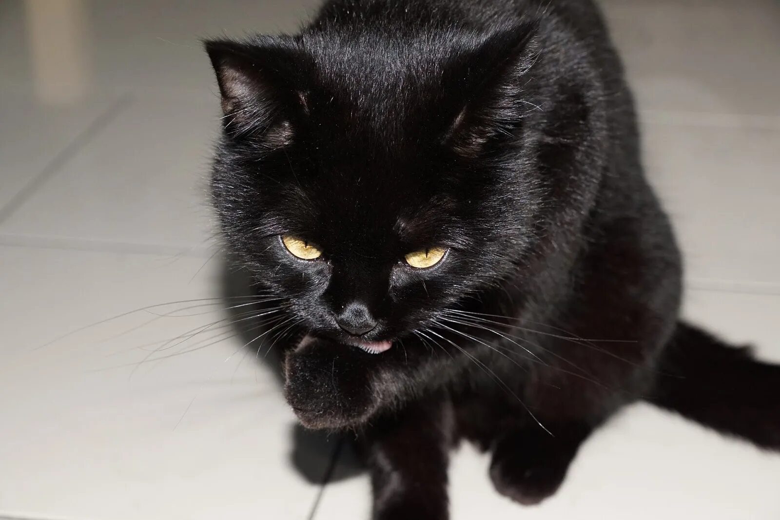 Бомбейская кошка. Британская Бомбейская кошка. Бомбейская кошка злая. Бомбейская кошка черно белая. Белый галстук у черного кота 7 букв