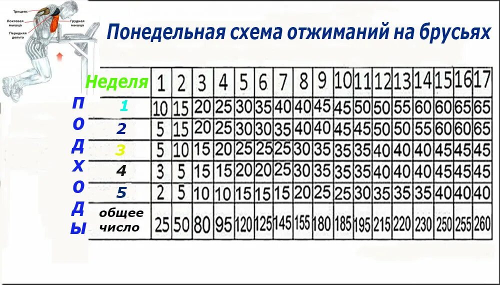 Отжимания на брусьях программа 30 недель. Программа тренировок на брусьях для начинающих. Отжимания на брусьях план тренировок. Схема отжиманий на брусьях для роста мышц.