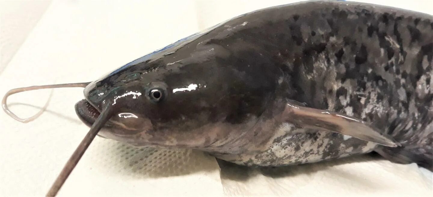 Магазин сом заречный свердловская. Логотип сомы. Сом рыба на белом фоне. Сом екатеринбург. Краснохвостый сом в аквариуме.