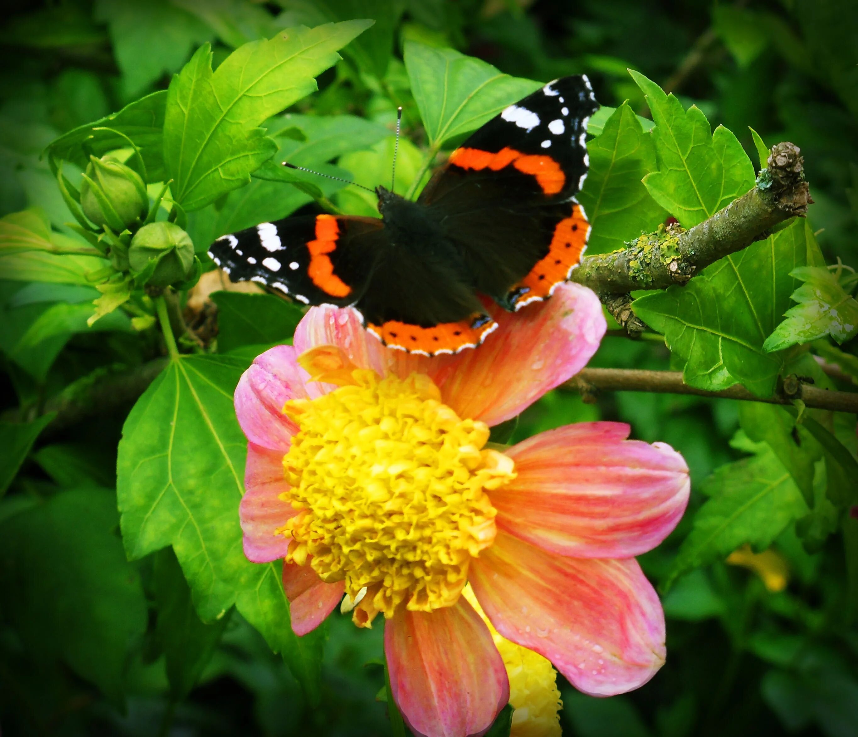 Красивые бабочки на цветах. Бабочки в цветах. Бабочка на цветке. Яркие бабочки. Красивые бабочки.