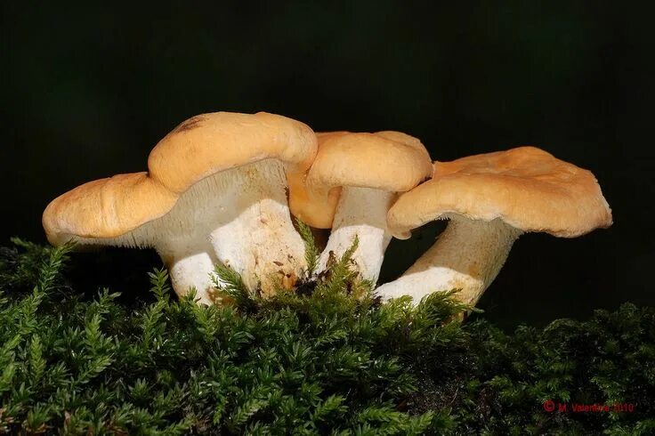Ежовик жёлтый (Hydnum repandum) - Грибы Новосибирской области Stuffed mushrooms